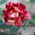 Роза Maurice Utrillo 