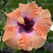 Tahitian - Hibiscus
