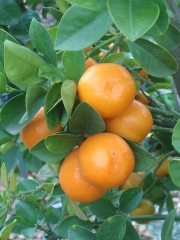 kumquat fukushu