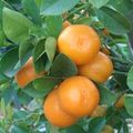 kumquat fukushu