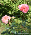 Роза Augusta Luise