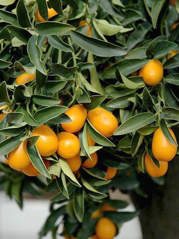 citrus fortunella