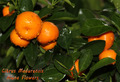 calamondin citrus madurensis