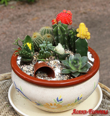 Цветочная композиция из комнатных растений - "Раздолье кактусов"