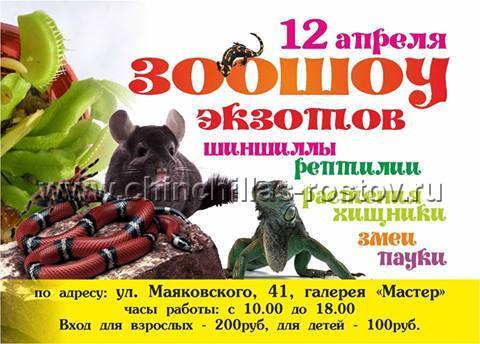 VII Открытая выставка шиншилл ШИНШИЛЯНДИЯ" весна 2014 VII Открытая выставка шиншилл ШИНШИЛЯНДИЯ" весна 2014