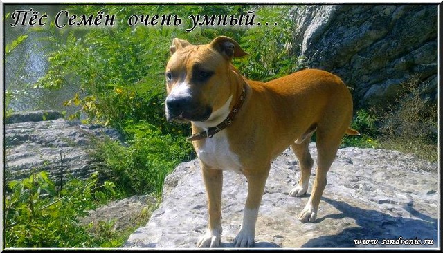 Пёс Семён очень умный… Пёс Семён очень умный…