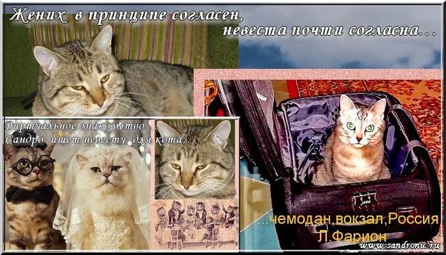 Жених в принципе согласен, невеста почти согласна… Жених в принципе согласен, невеста почти согласна…