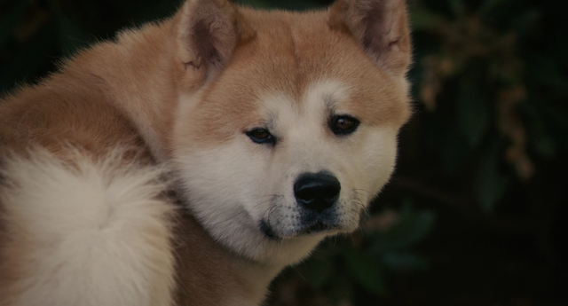 Хатико: Самый верный друг / Hachiko: A Dog