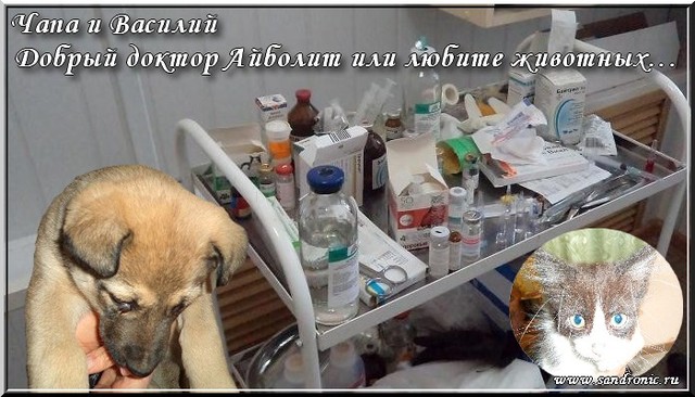Чапа и Василий. Добрый доктор Айболит или любите животных… Чапа и Василий. Добрый доктор Айболит или любите животных…