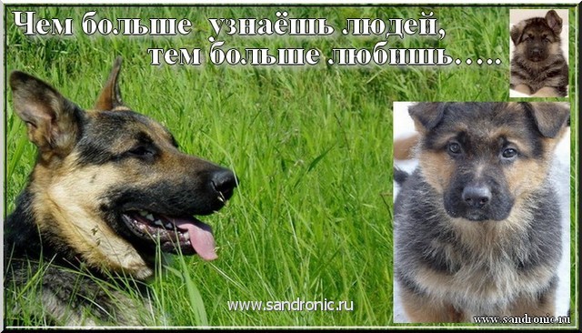 Чем больше узнаёшь людей, тем больше любишь….. Ну вы меня поняли Чем больше узнаёшь людей, тем больше любишь….. Ну вы меня поняли