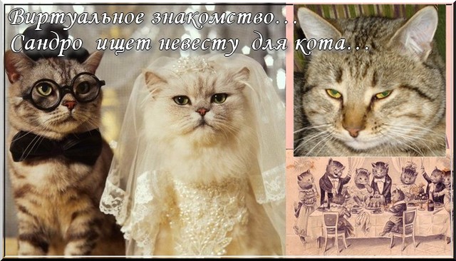 Виртуальное знакомство…Сандро  ищет невесту  для кота…