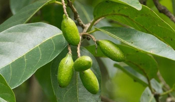 Ученые выяснили, что этаноловый экстракт дерева миробалан хебула оказывает профилактику кариеса и гингивита