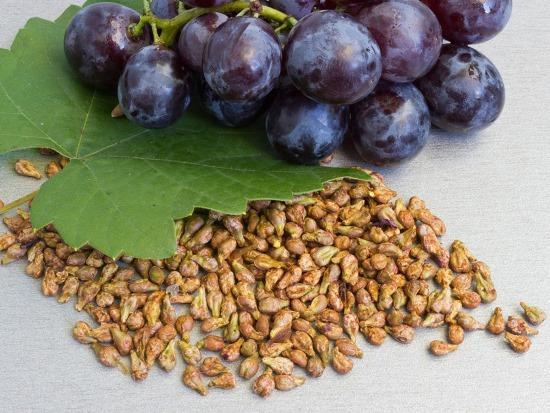 Вещества в составе виноградных косточек могут продлить срок службы пломбы