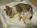 В Одессе пострадавшему от живодера котенку сделали операцию