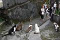 На Тайване живет целая деревня кошек