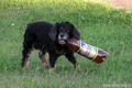 В Кузбассе пес учит людей убирать за собой мусор