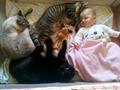 Кошки и дети