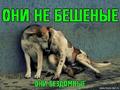 приют для животных в улан удэ телефон. Смотреть фото приют для животных в улан удэ телефон. Смотреть картинку приют для животных в улан удэ телефон. Картинка про приют для животных в улан удэ телефон. Фото приют для животных в улан удэ телефон