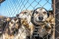 Зоозащитники Бурятии: коммунальные службы убивают наших собак
