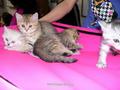 Выставка кошек в Улан-Удэ