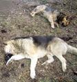 Погибли сотни псов - и «беспризорников», и тех, у кого хозяева были  (Москва)