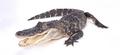 Миссисипский аллигатор (лат. Alligator mississippiensis)