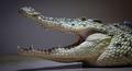 Нильский крокодил (лат. Crocodylus niloticus)