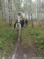 Прогулка по лесу в Березовском ГО