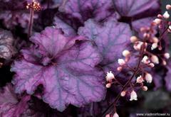 "Rex Purple"(Vitroflora,2018). Цена - 250 рублей.