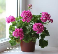 Bold pixie пеларгония описание Bold pixie пеларгония описание