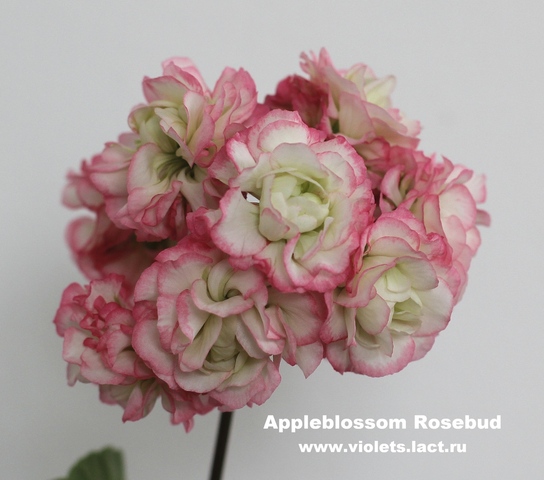 Apple blossom rosebud пеларгония фото описание