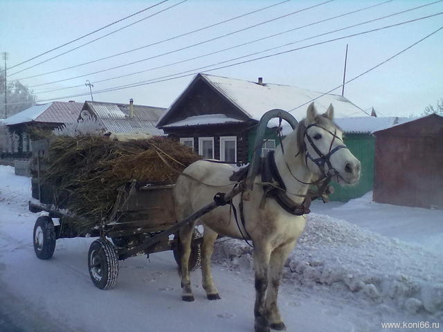 Авито Купить Чувашии Лошадиные