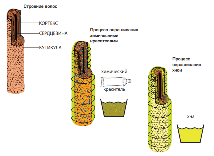 Сердцевина процесс. Химическое строение волоса при долговременной укладке. Структура волоса. Строение волоса человека. Структура волоса при окрашивании.